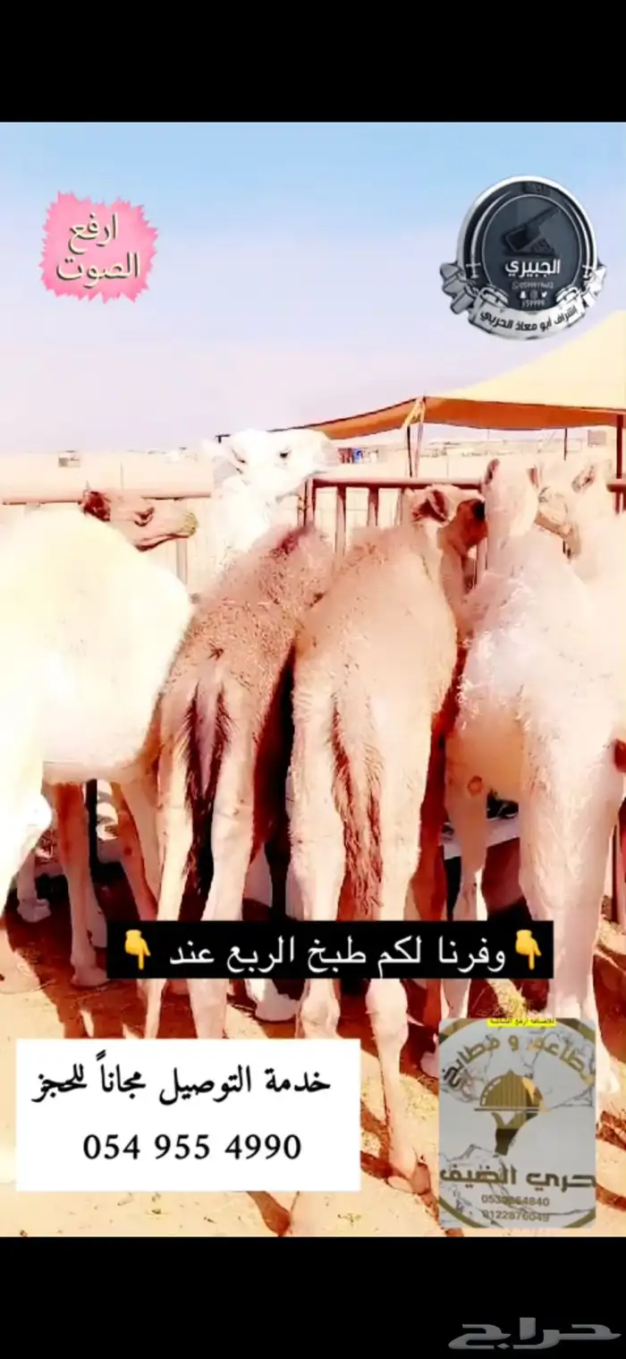 حوار حليب وعليه عرض ومتوفر خدمة الطبخ 6