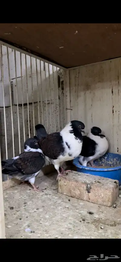 زوج مودينا كنق منتج تم البيع 11