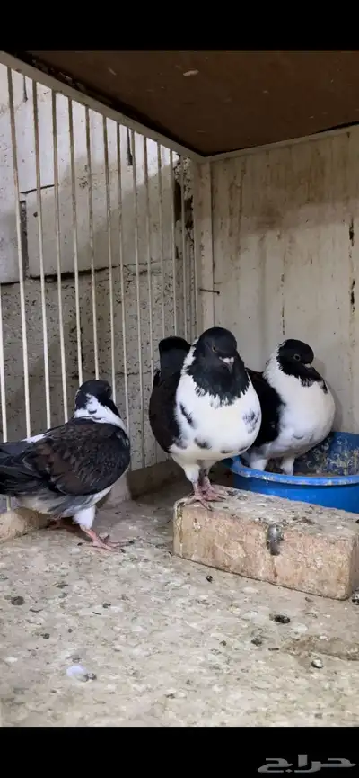 زوج مودينا كنق منتج تم البيع 0