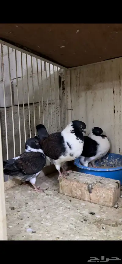 زوج مودينا كنق منتج تم البيع 8