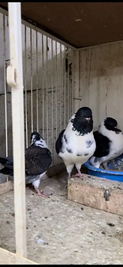زوج مودينا كنق منتج تم البيع 2