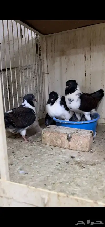 زوج مودينا كنق منتج تم البيع 3