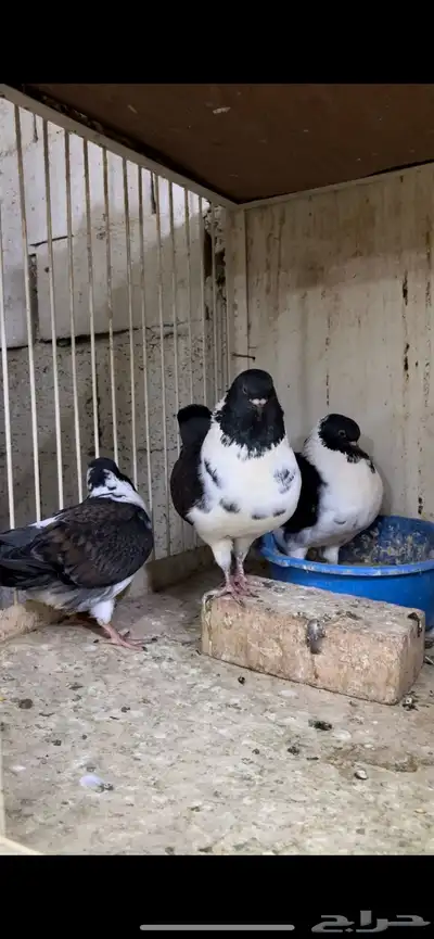 زوج مودينا كنق منتج تم البيع 10