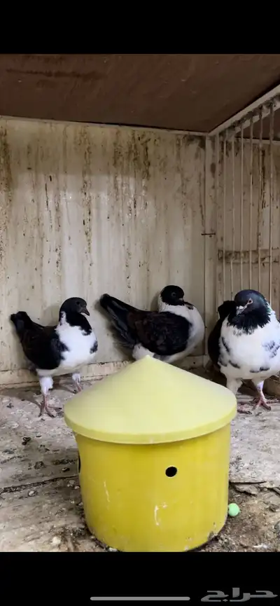 زوج مودينا كنق منتج تم البيع 1