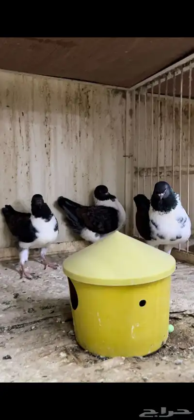 زوج مودينا كنق منتج تم البيع 9