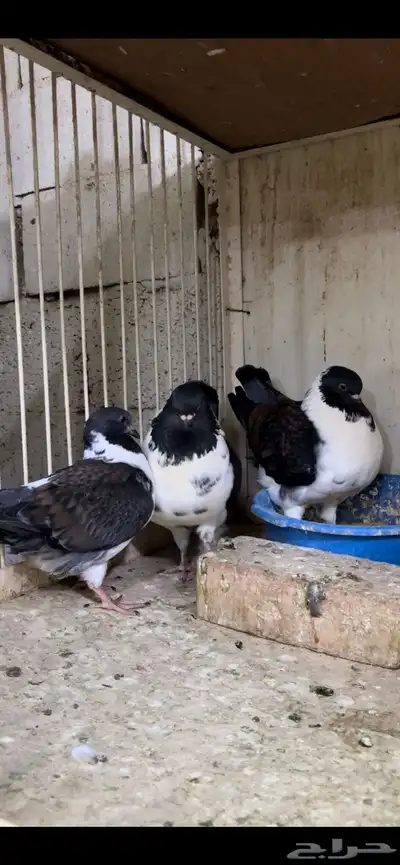 زوج مودينا كنق منتج تم البيع 5