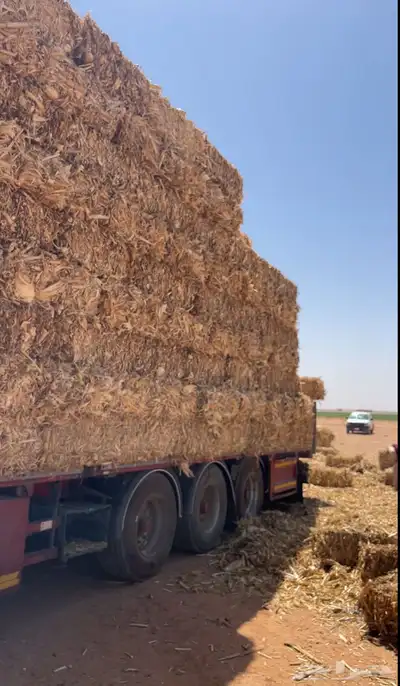 ذره جيزانيه. وذره شاميه 0