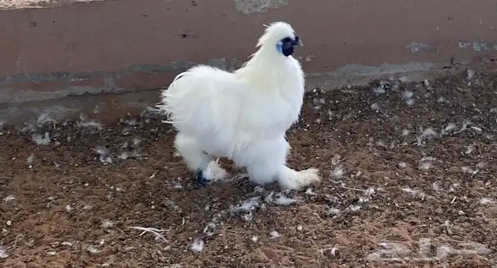 دجاج قطني للبيع بأعلى سوم 1
