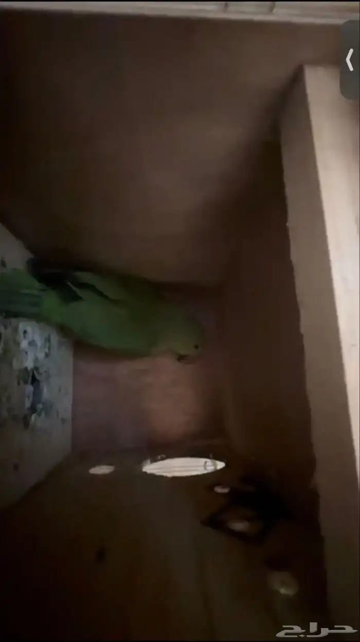 للبيع درة منتج 3