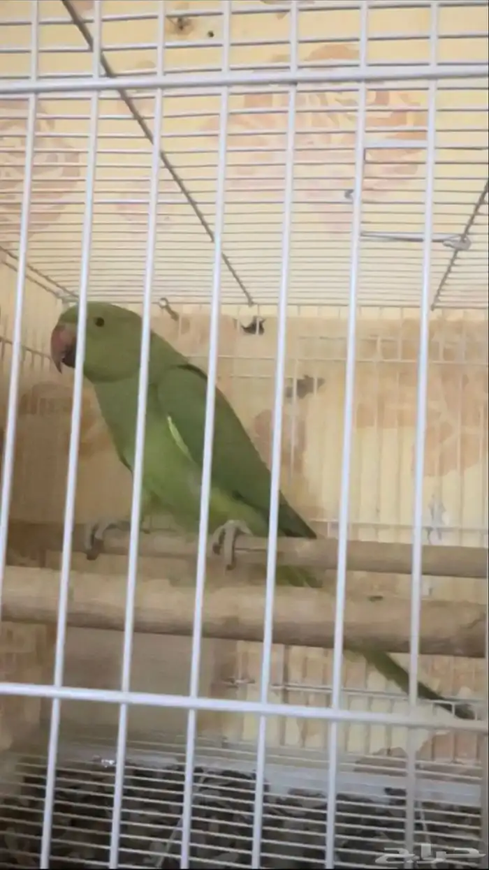 للبيع درة منتج 6