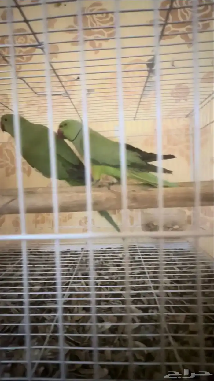 للبيع درة منتج 7