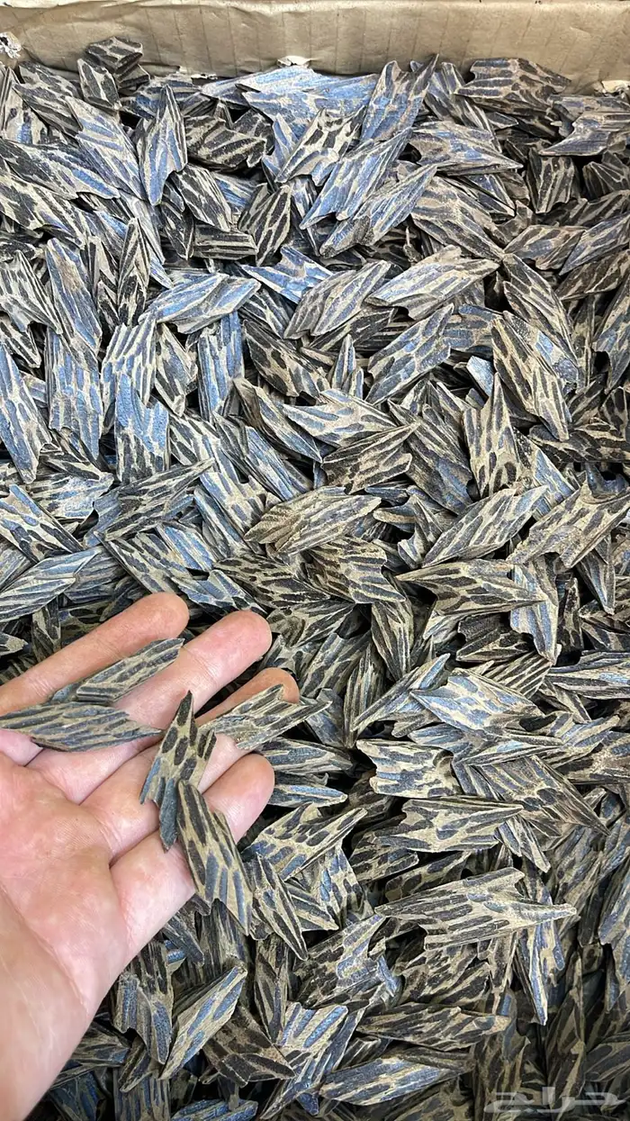 تايقر فيتنامي رقم 1 فاخر 1