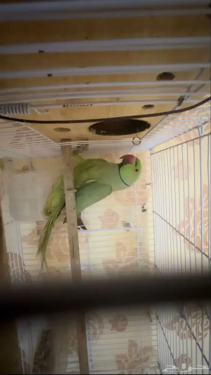 للبيع درة منتج 1