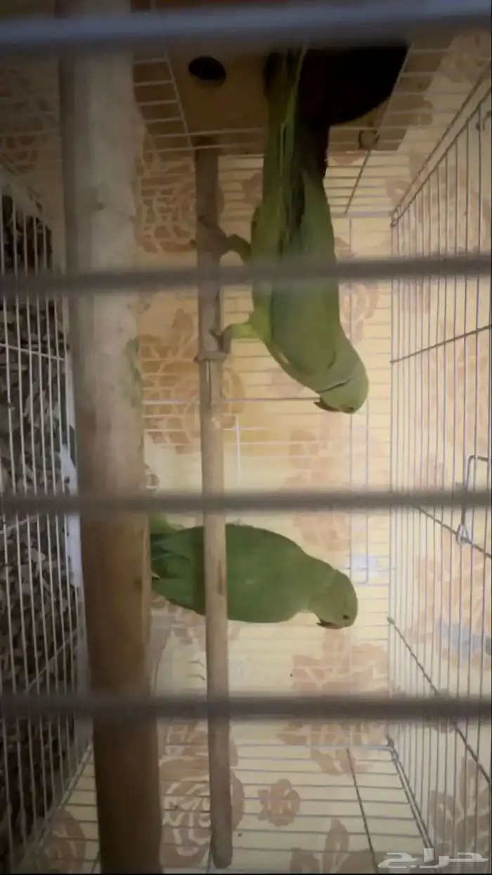 للبيع درة منتج 9