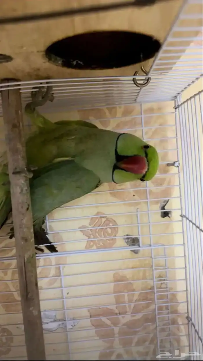 للبيع درة منتج 4