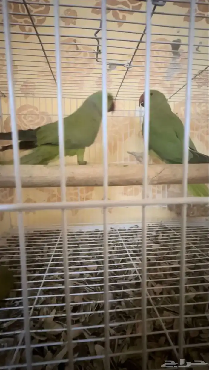 للبيع درة منتج 5