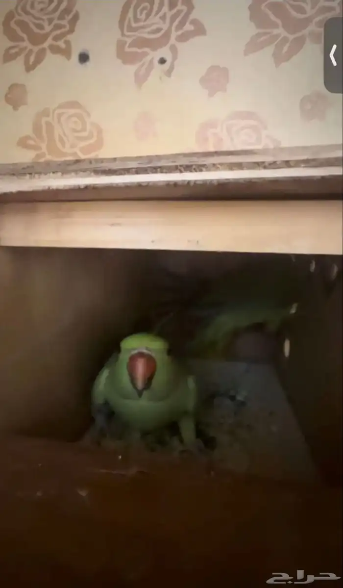 للبيع درة منتج 2