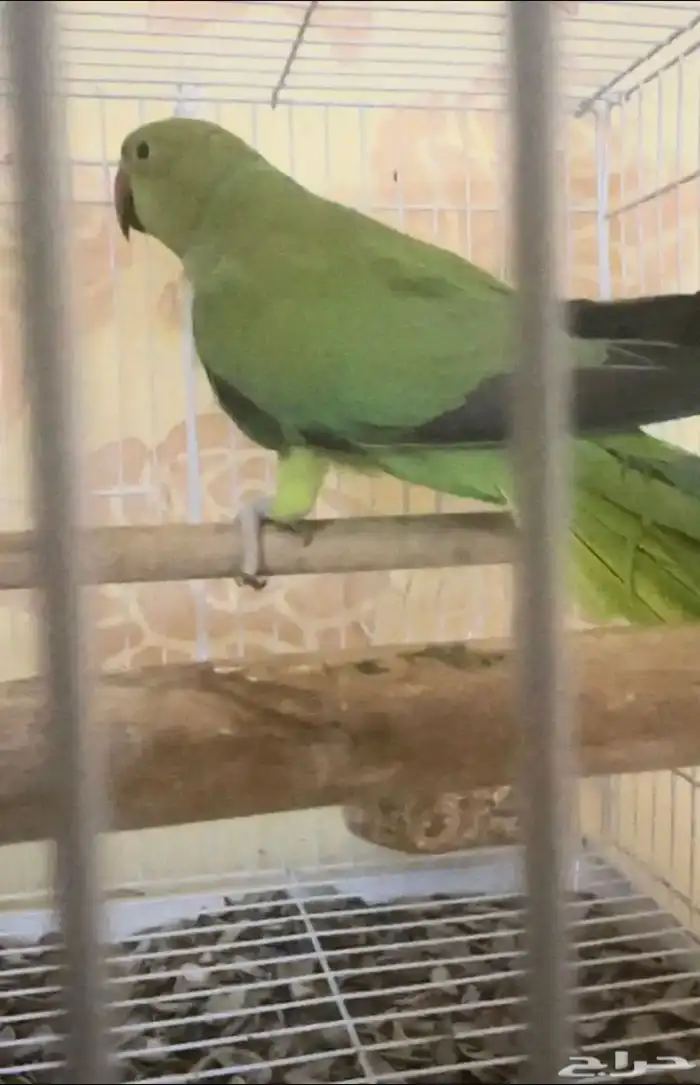 للبيع درة منتج 8