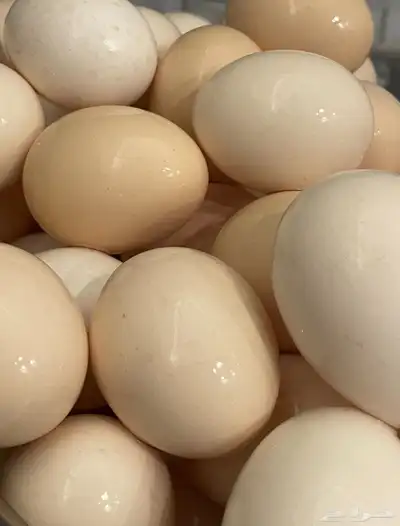 بيض بلدي مائده (( للاكل )) 0