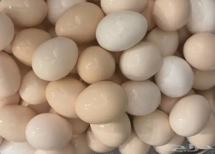 بيض بلدي مائده (( للاكل )) 1