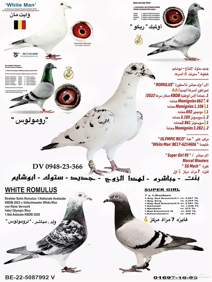 زاجل سباقات خطوط السرعه 0