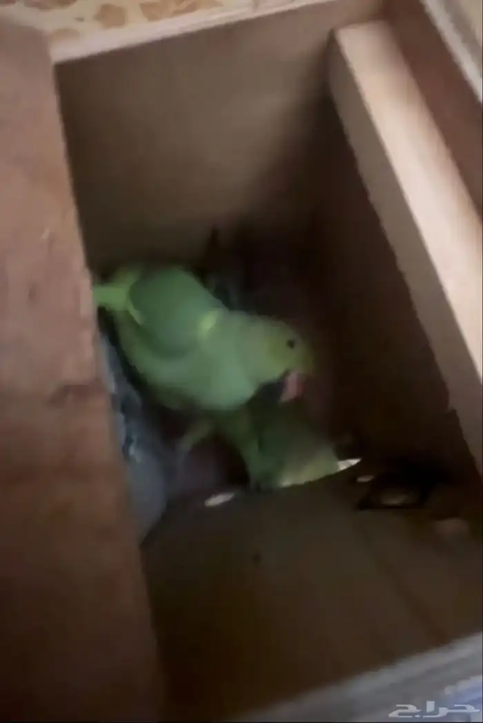 للبيع درة منتج 0