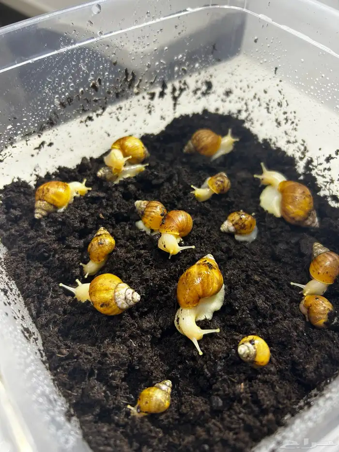 الحلزون الافريقي 1