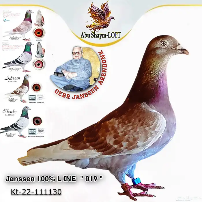 زاجل سباقات خطوط السرعه 3