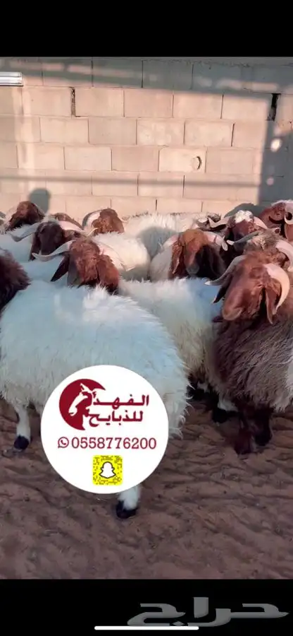 ذبايح للبيع   الفهد للذبايح 8
