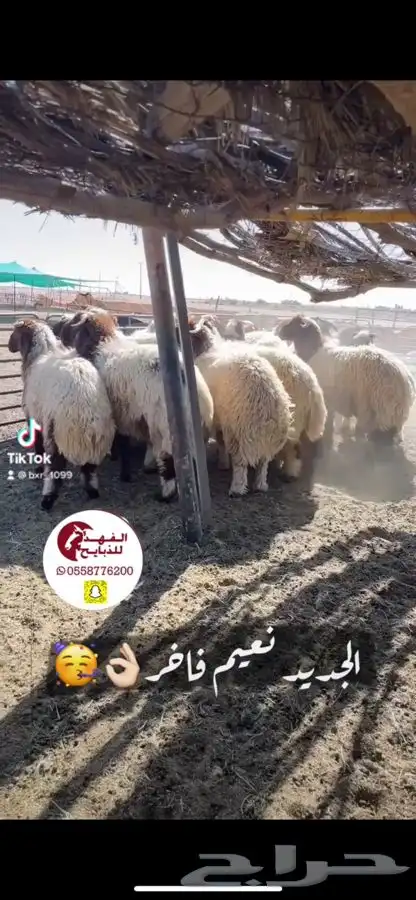 ذبايح للبيع   الفهد للذبايح 11