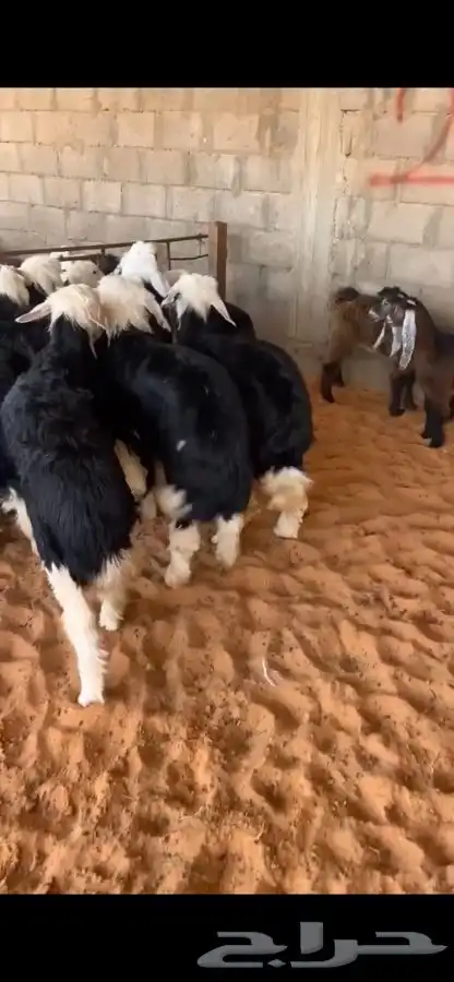 ذبايح للبيع   الفهد للذبايح 10