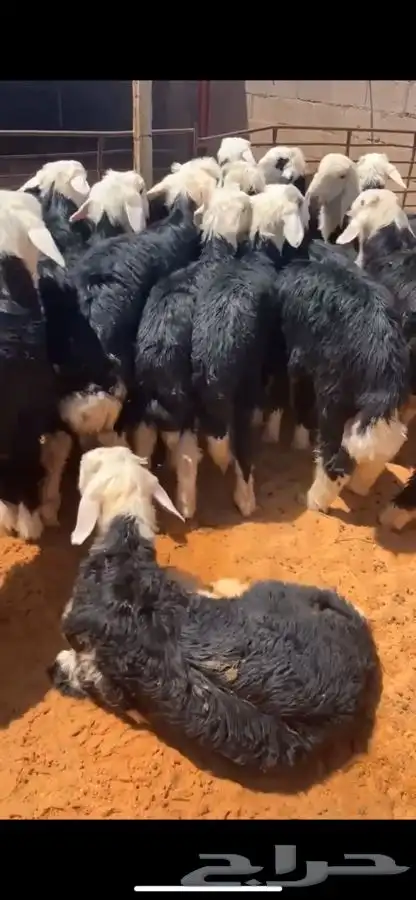 ذبايح للبيع   الفهد للذبايح 13
