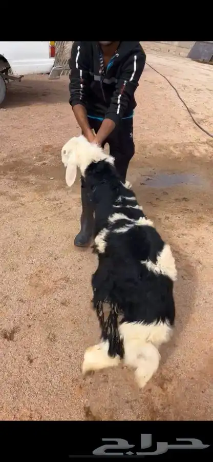 ذبايح للبيع   الفهد للذبايح 9
