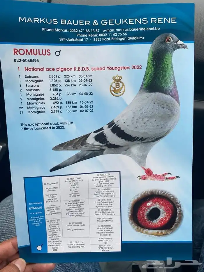 زاجل سباقات خطوط السرعه 1