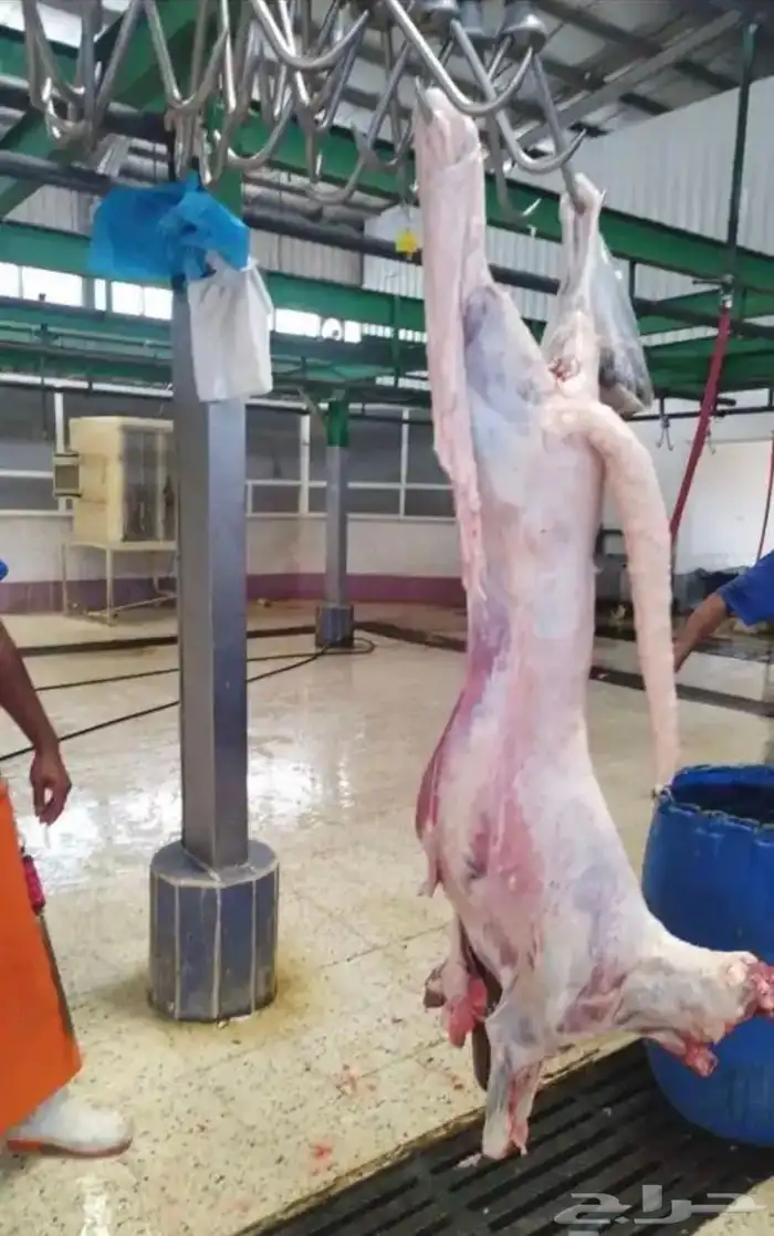 يوجد ذبايح خرفان بلدي وسواكن وتيوس مع توفر الذبح والتوصيل 6