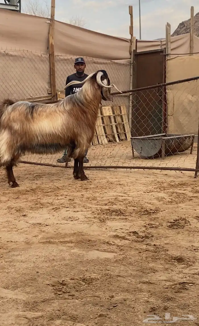 فحل معزا كفو ومنتج ( تم البيع ) 3