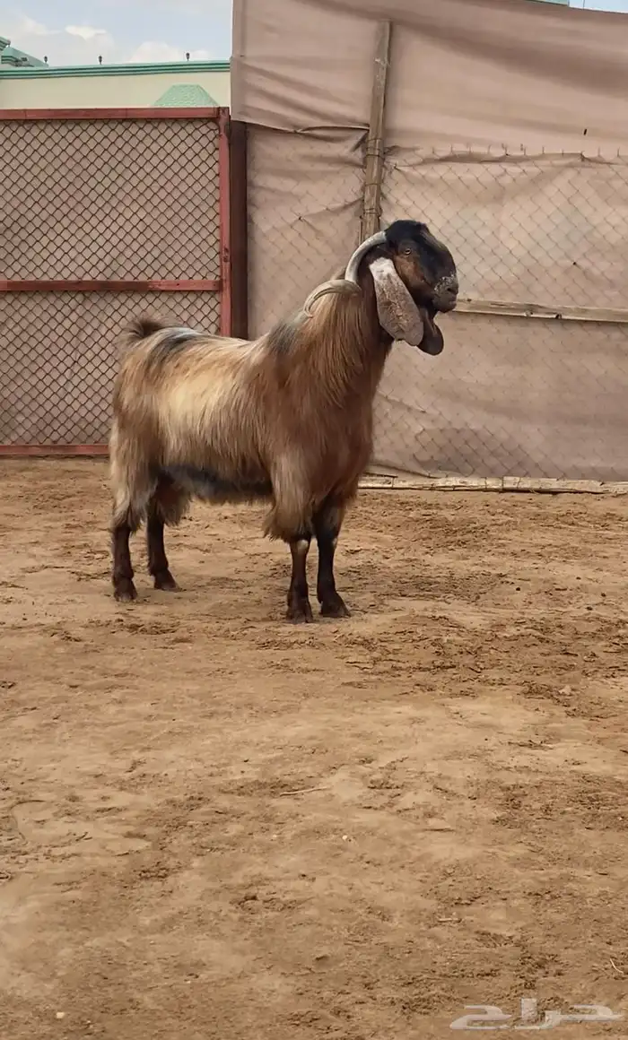 فحل معزا كفو ومنتج ( تم البيع ) 0