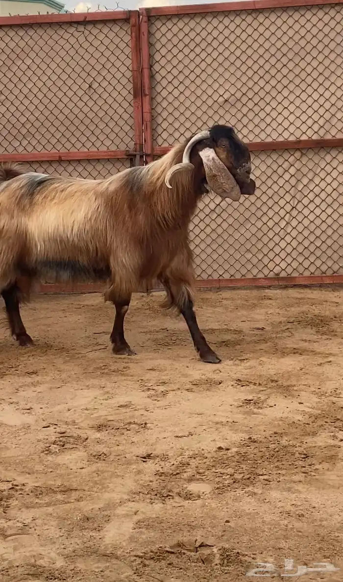 فحل معزا كفو ومنتج ( تم البيع ) 4