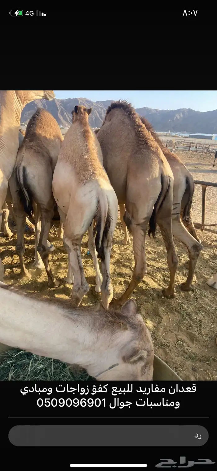 للبيع القعدان الكفو للمبادي وزواجات 0