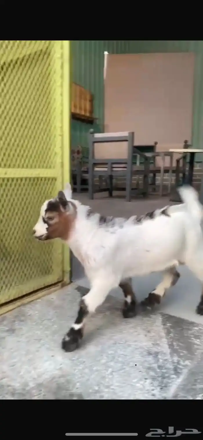 ماعز قزم تيس مستوي توب ( تم البيع) 1