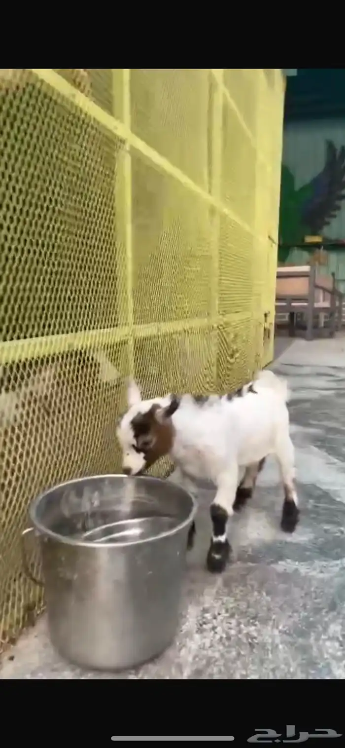 ماعز قزم تيس مستوي توب ( تم البيع) 0