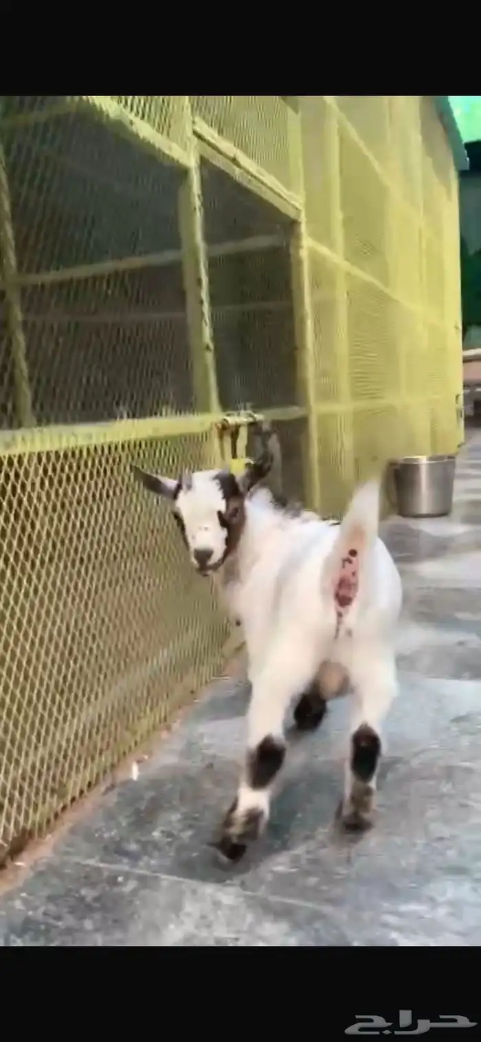 ماعز قزم تيس مستوي توب ( تم البيع) 2