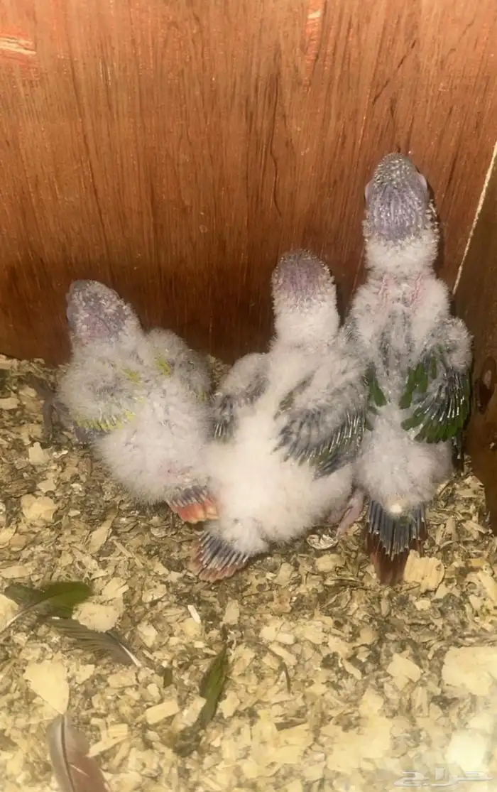 فروخ كنيور غز((تم البيع )) 1