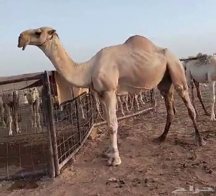 بعير علياني منتج 4