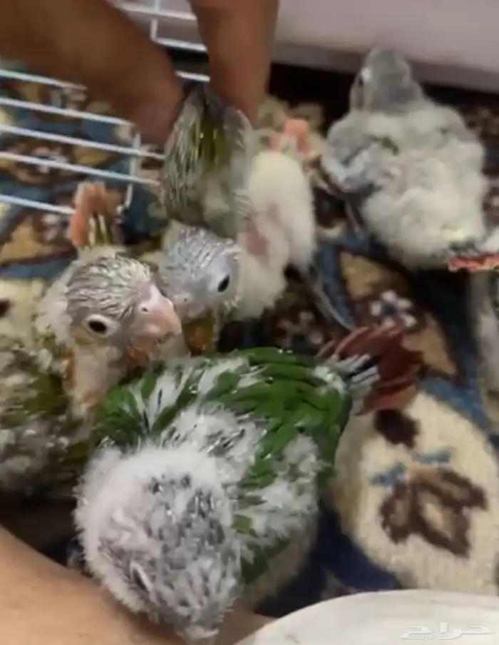 فروخ كنيور غز((تم البيع )) 2