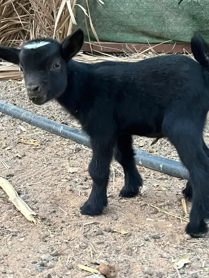 الماعز القزم الجميل صديق الاطفال 9