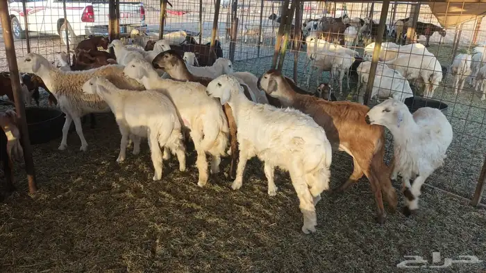ذبيحتك لباب بيتك تيوس لباني و عقائق 33