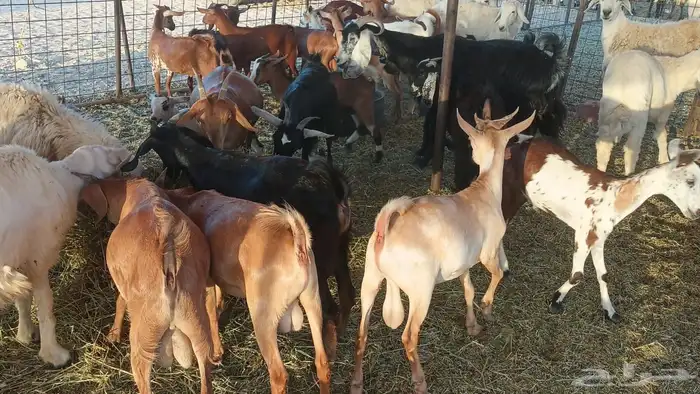 ذبيحتك لباب بيتك تيوس لباني و عقائق 32