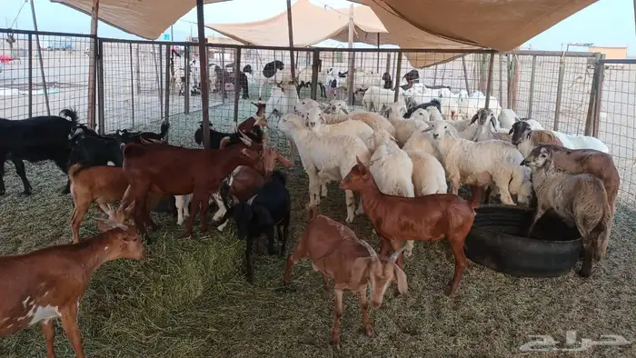 ذبيحتك لباب بيتك تيوس لباني و عقائق 39