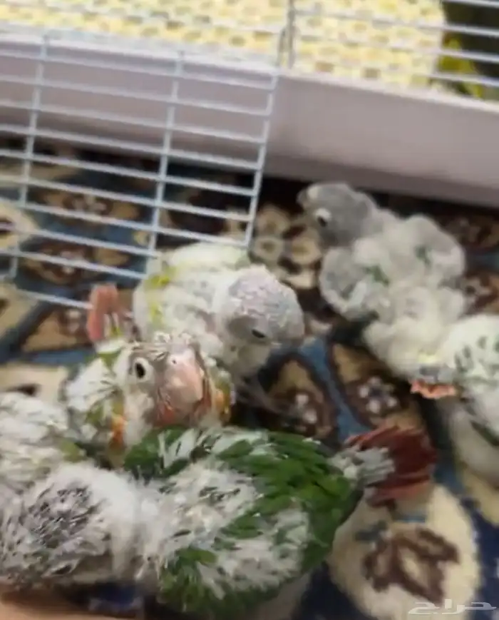 فروخ كنيور غز((تم البيع )) 0